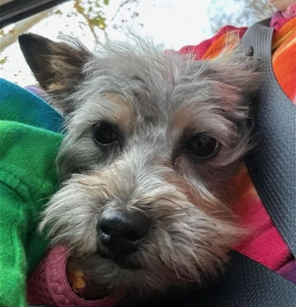 Photo of Piper, adoptable Yorkie, Yorkshire Terrier in Matthews, North Carolina
