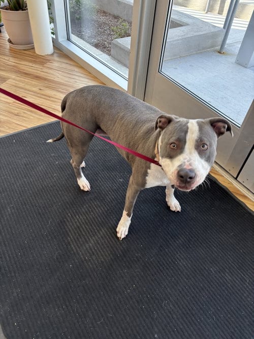 Photo of Nala, adoptable Pit Bull Terrier in Rowlett, Texas
