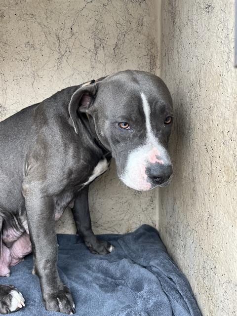 Photo of Tulip, adoptable Pit Bull Terrier in Oklahoma City, Oklahoma