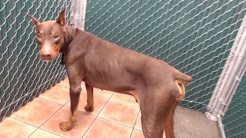 Photo of Loki, adoptable Doberman Pinscher in Downey, California