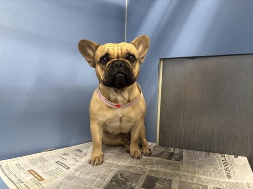 Photo of A595552, adoptable French Bulldog in San Bernardino, California