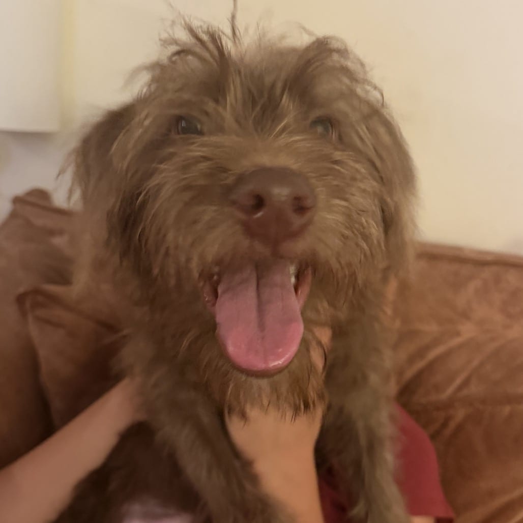 Photo of Shaggy, adoptable Poodle / Mixed Breed (Medium) in Maryland, Maryland