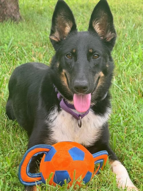 Photo of Cali, adoptable German Shepherd Dog in Kansas City, Missouri
