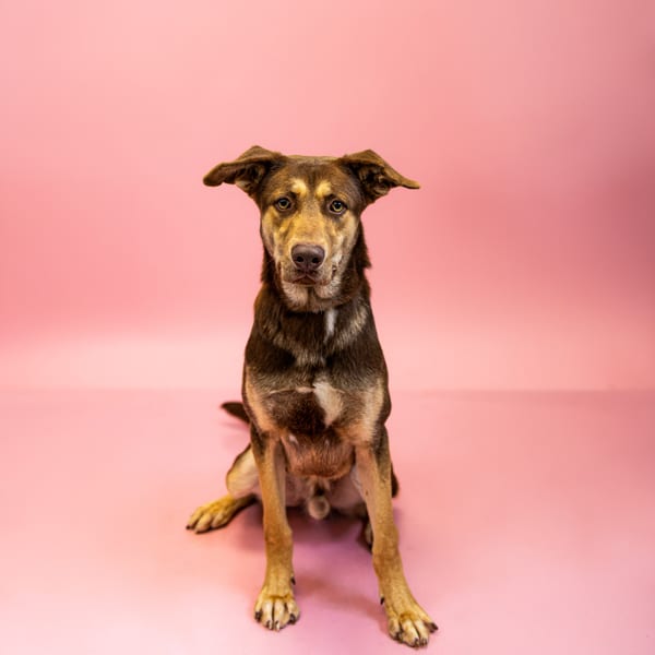 Photo of Riddle, adoptable Siberian Husky mixed Shepherd in Lawrenceville, Georgia