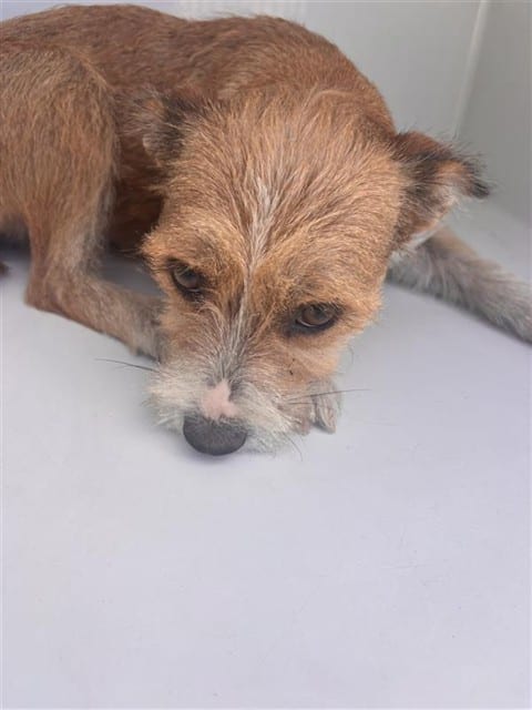 Photo of Senior Schnauzer - Miniature, adoptable Schnauzer - Miniature in Houston, Texas