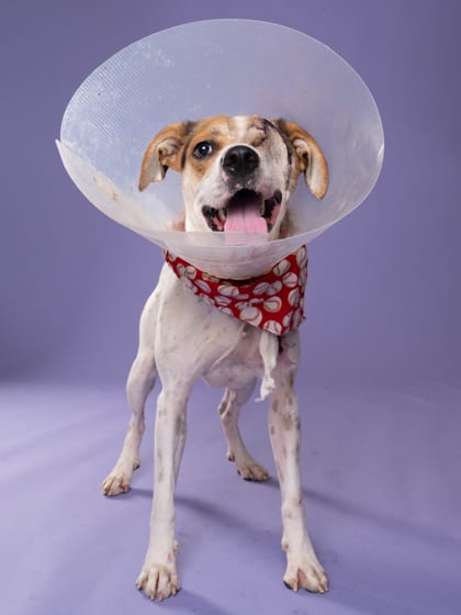 Photo of Harvey Dent, adoptable dog in Atlanta, Georgia