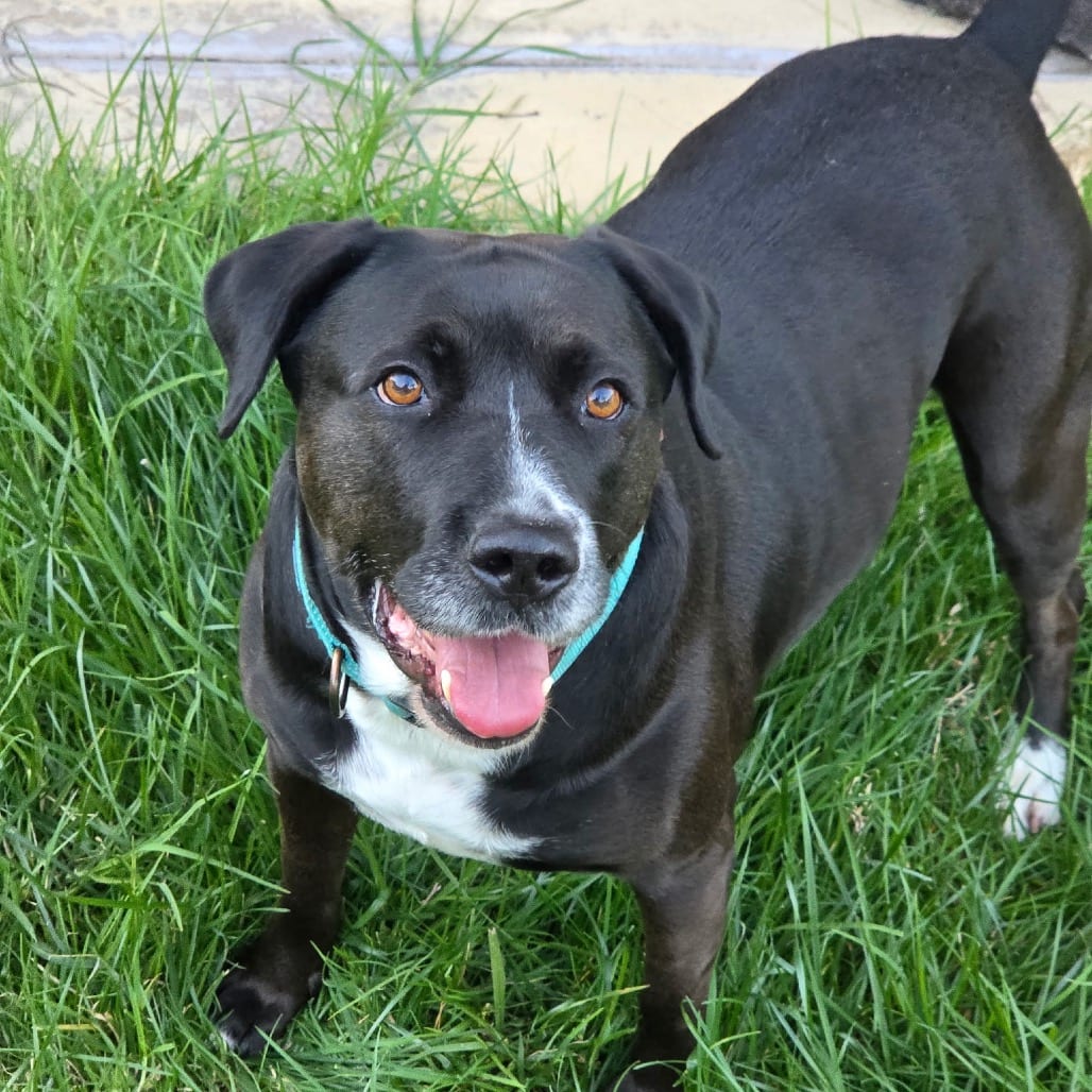 Photo of Sugar Plum, adoptable Retriever, Black Labrador in Oceanside, California