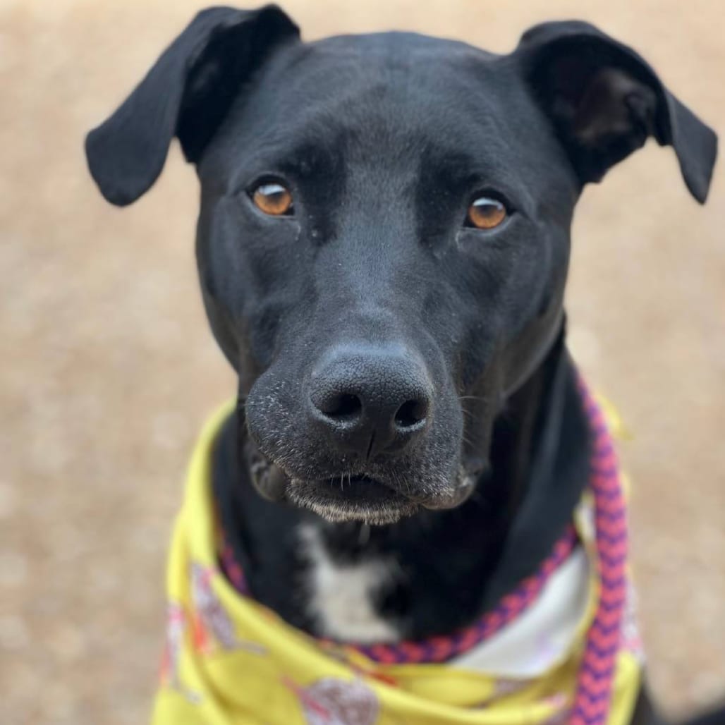 Photo of Lyle, adoptable Mixed Breed (Medium) / None in St. Louis, Missouri