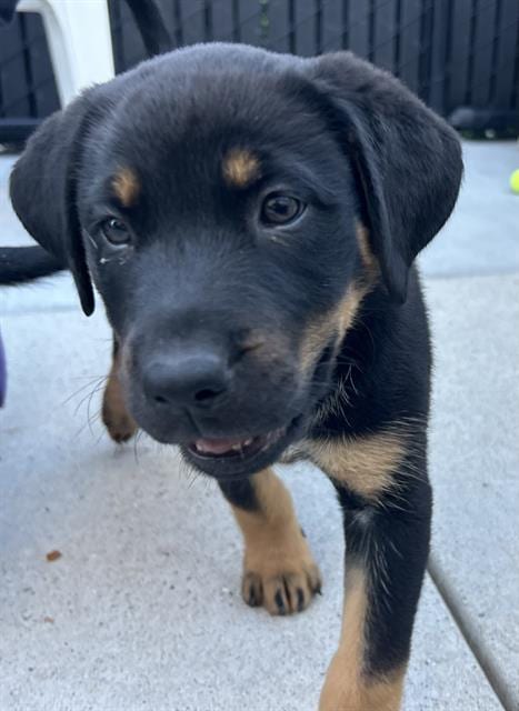Photo of Gremlin, adoptable Rottweiler in Santa Cruz, California