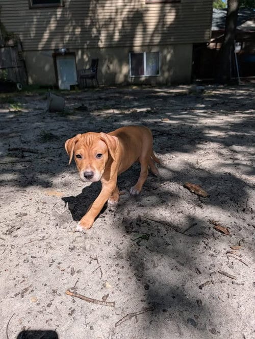 Photo of Gomez, adoptable Terrier in Berlin, New Jersey