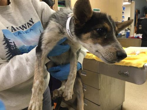 Photo of Alyssa, adoptable Queensland Heeler in Riverside, California