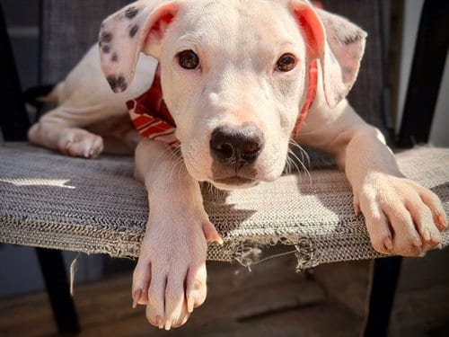 Photo of Aspen, adoptable Pit Bull Terrier in Sacramento, California