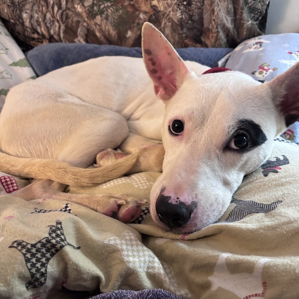 Photo of Beans, adoptable dog