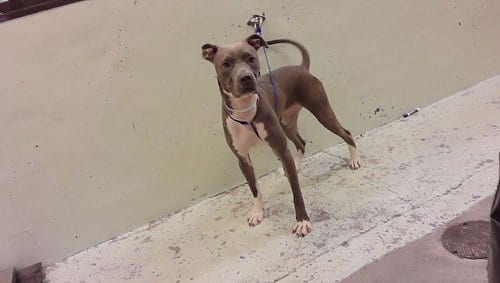 Photo of Nova, adoptable Staffordshire Bull Terrier in Houston, Texas