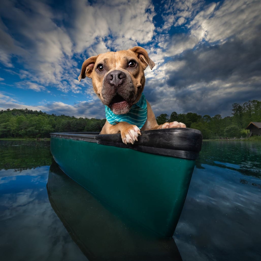 Photo of Goldfish, adoptable Terrier in Decatur, Georgia