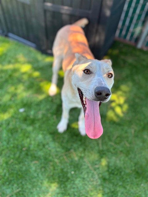 Photo of Ali, adoptable German Shepherd Dog in San Bernardino, California