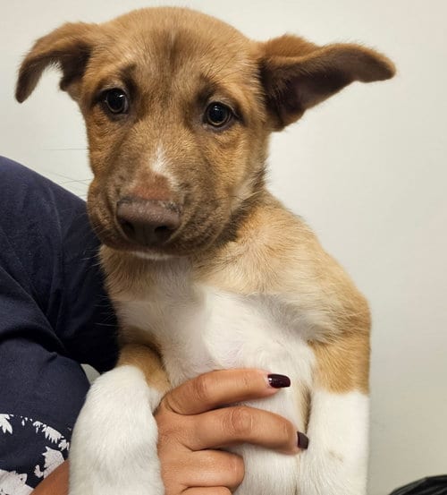 Photo of Alexa, adoptable Unknown breed in Rancho Santa Fe, California