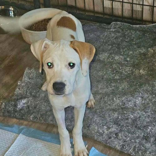 Photo of Sibbies : Yuki, adoptable Boxer in Aurora, Indiana