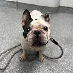 Photo of Sponch, adoptable French Bulldog English Bulldog in Lakeland, Florida
