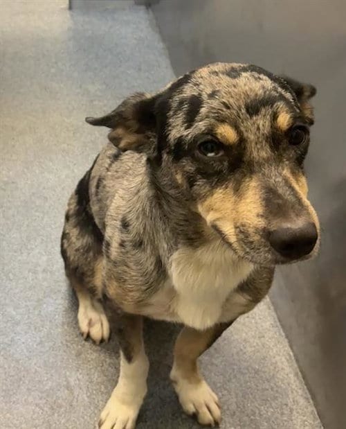 Photo of Ozzie, adoptable Cardigan Welsh Corgi in Dallas, Texas