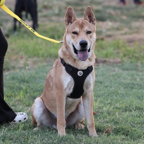 Photo of Finch, adoptable Pit Bull Terrier in Modesto, California