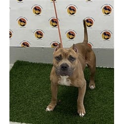 Photo of Debo, adoptable Mixed Breed (Medium) in Land O'Lakes, Florida