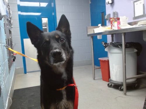 Photo of Murphey, adoptable German Shepherd Dog in Albuquerque, New Mexico
