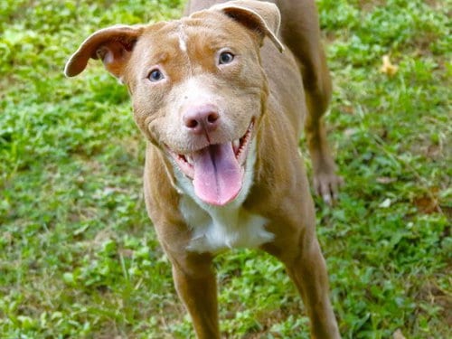 Photo of Nova, adoptable American Staffordshire Terrier in Tallahassee, Florida
