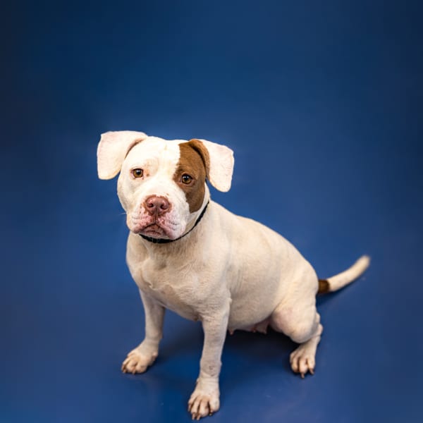 Photo of Kimmie, adoptable Pit Bull cross in Lawrenceville, Georgia
