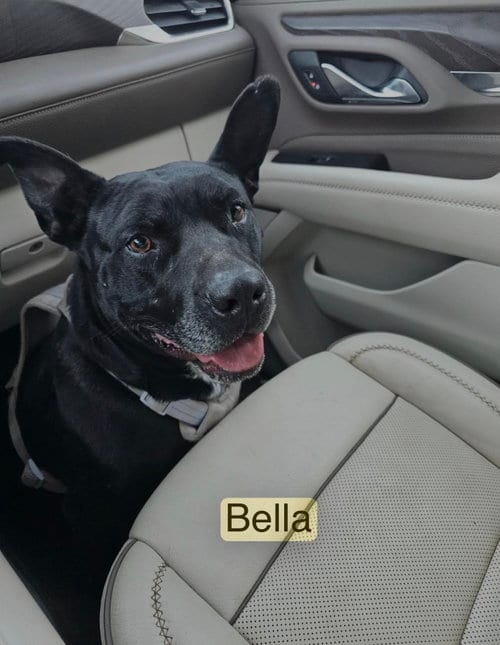 Photo of Bella Yates, adoptable American Pit Bull Terrier in Farmerville, Louisiana