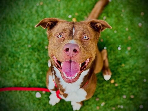 Photo of Junior, adoptable Pit Bull Terrier in Orlando, Florida