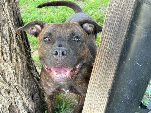 Photo of Roisin, adoptable Pit Bull Terrier in Waco, Texas