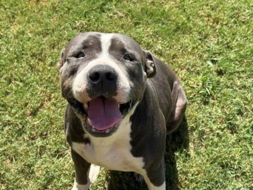 Photo of Clarence, adoptable Pit Bull Terrier in Tulsa, Oklahoma