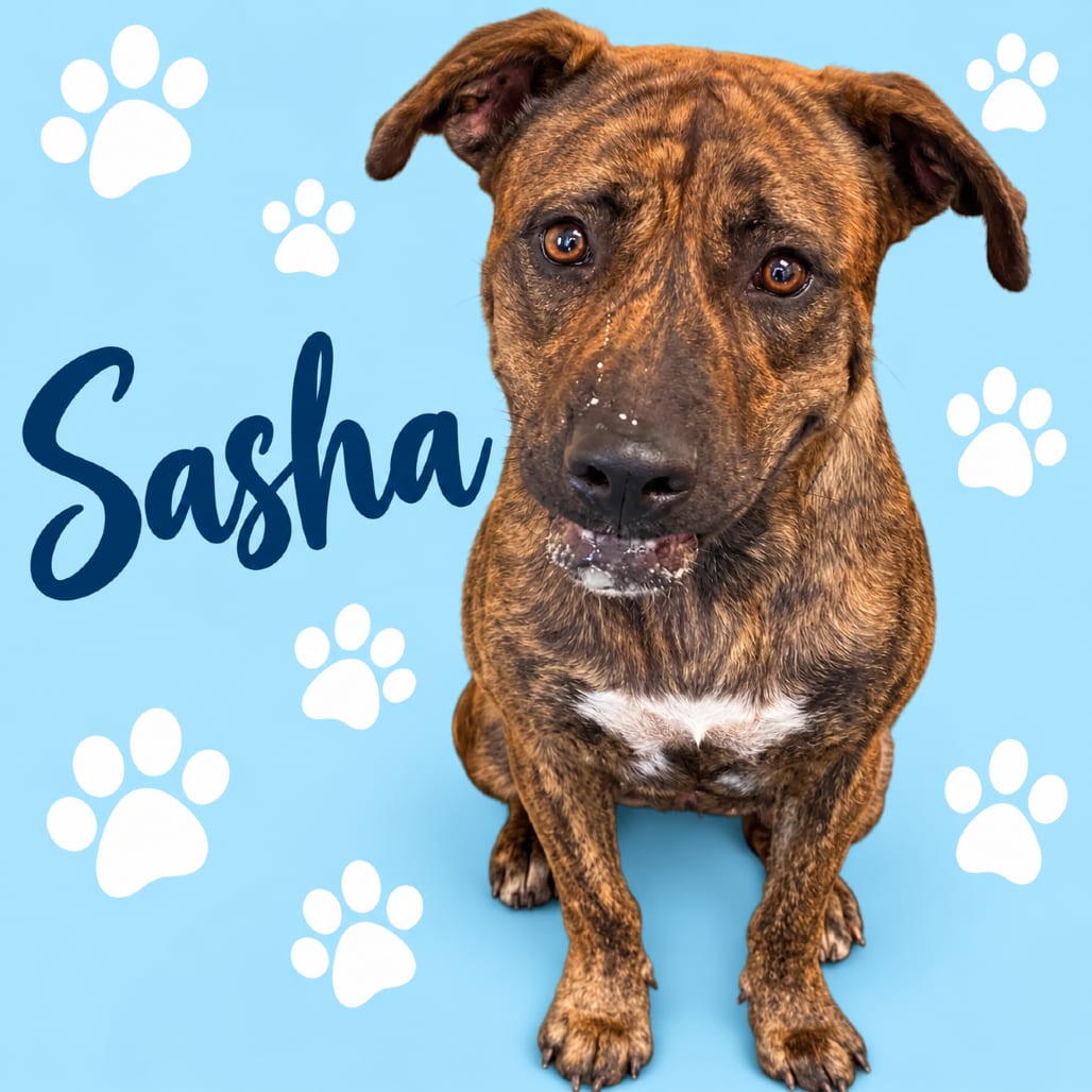 Photo of Sasha, adoptable dog