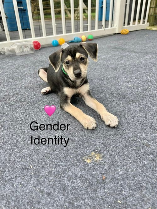 Photo of Gender Identity, adoptable Chihuahua in Newark, Delaware