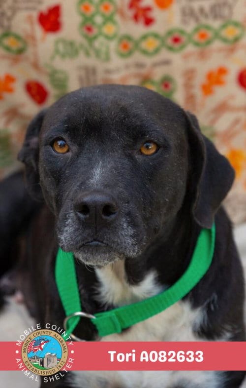 Photo of Tori, adoptable American Bulldog in Mobile, Alabama