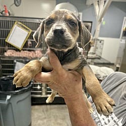 Photo of Finn meet me 10/24, adoptable Labrador Retriever in East Hartford, Connecticut