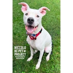 Photo of Niccolo, adoptable Mixed Breed (Medium) in Kansas City, Missouri