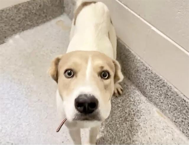 Photo of Senior Carolina Dog, adoptable Carolina Dog in Houston, Texas