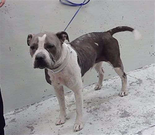 Photo of Dina, adoptable Staffordshire Bull Terrier in Houston, Texas