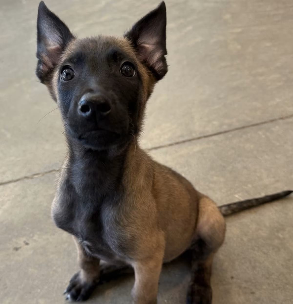 Photo of Elements Litter - Radon - Located in New Jersey, adoptable Belgian Malinois in Imlay City, Michigan
