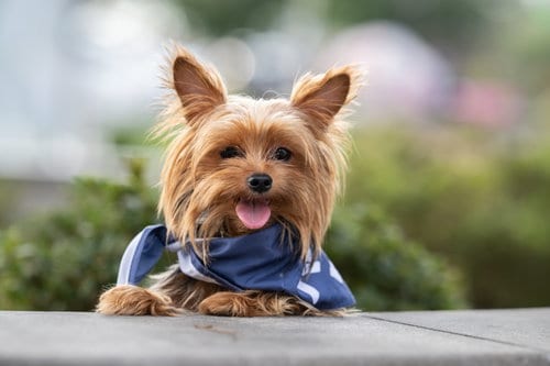 Photo of Comet, adoptable Yorkshire Terrier Yorkie in Auburn, Georgia