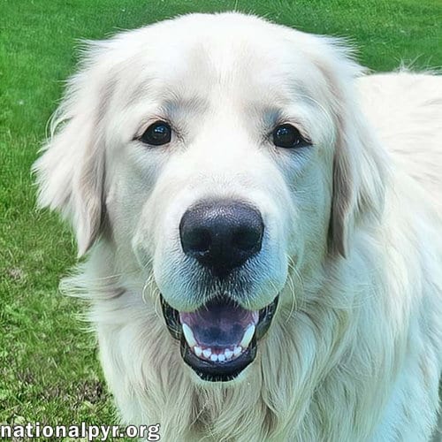Photo of Trent in KY - Happy, Silly & Playful, adoptable Great Pyrenees in Beacon, New York