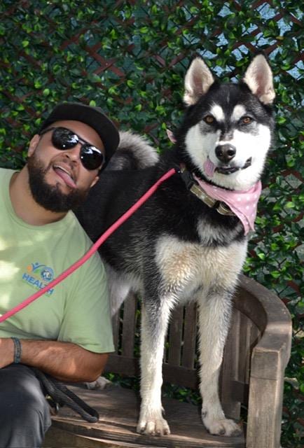Photo of Mia, adoptable Siberian Husky in Santa Barbara, California