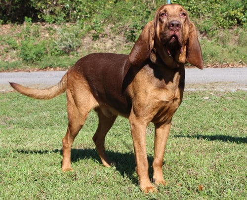 Photo of Preacher 44468, adoptable Bloodhound in Prattville, Alabama