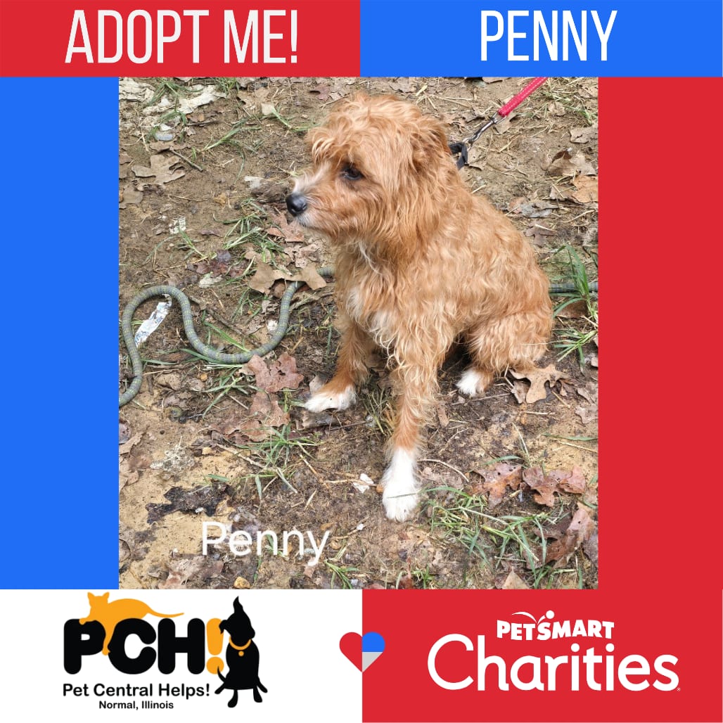 Photo of Penny, adoptable Poodle / Shepherd, Australian in Normal, Illinois