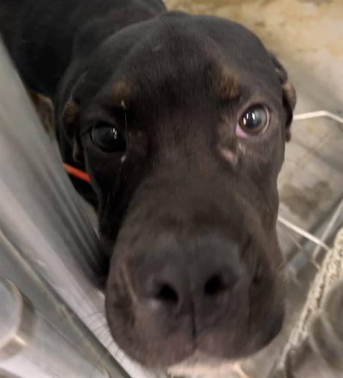 Photo of Frank, adoptable Labrador Retriever in Tavares, Florida
