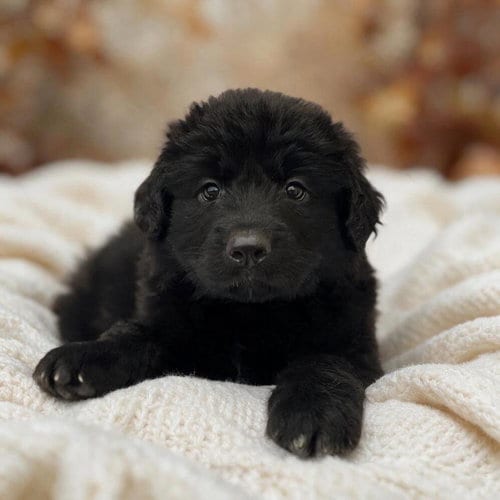 Photo of Book Pup - Peppa Pig, adoptable Labrador Retriever in San Diego, California