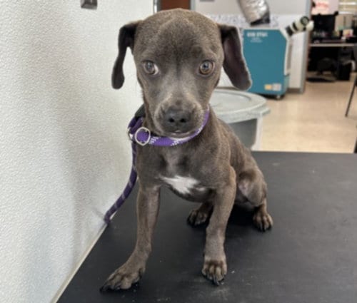 Photo of Remy, adoptable Chihuahua in San Pedro, California
