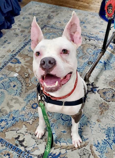 Photo of Petey, adoptable Pit Bull Terrier in San Francisco, California